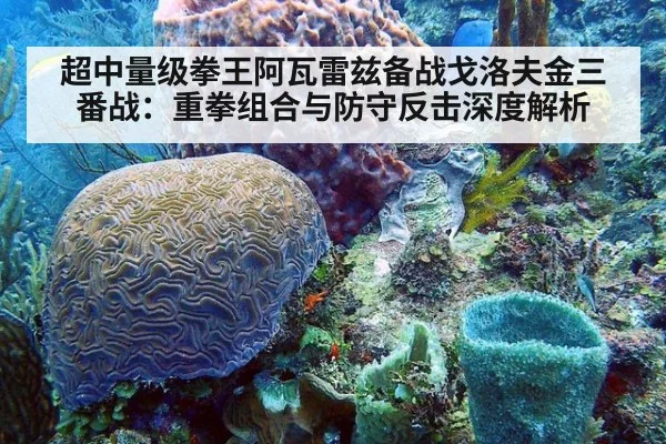 超中量级拳王阿瓦雷兹备战戈洛夫金三番战:重拳组合与防守反击深度解析